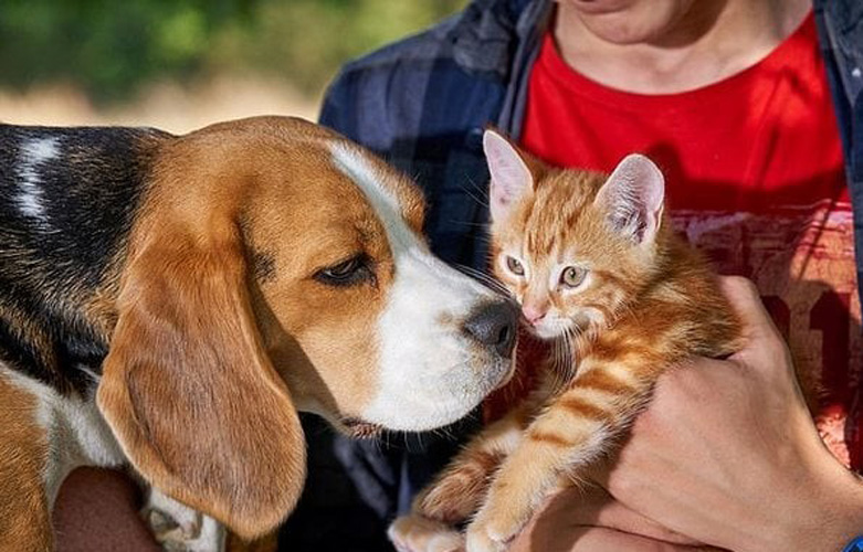 Cane che annusa un gatto