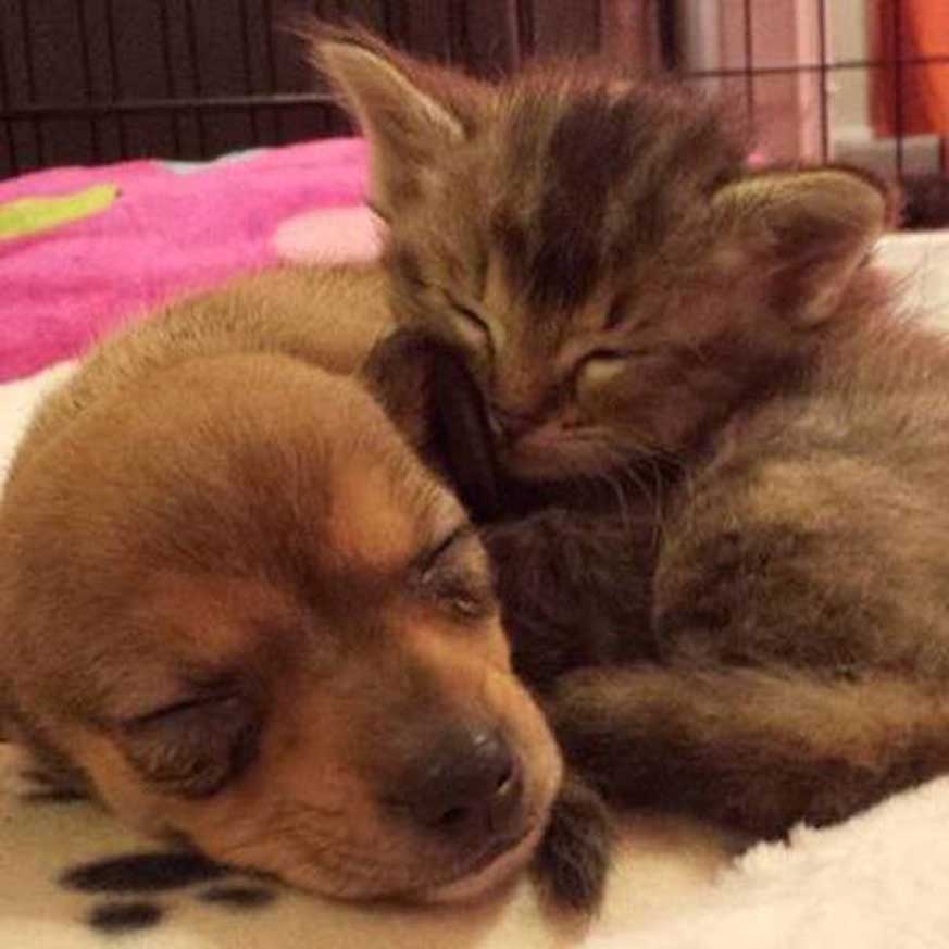 Cane e gatto che dormono insieme