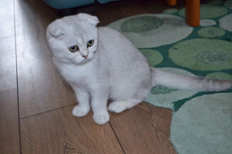 Scottish Fold: tutti i colori