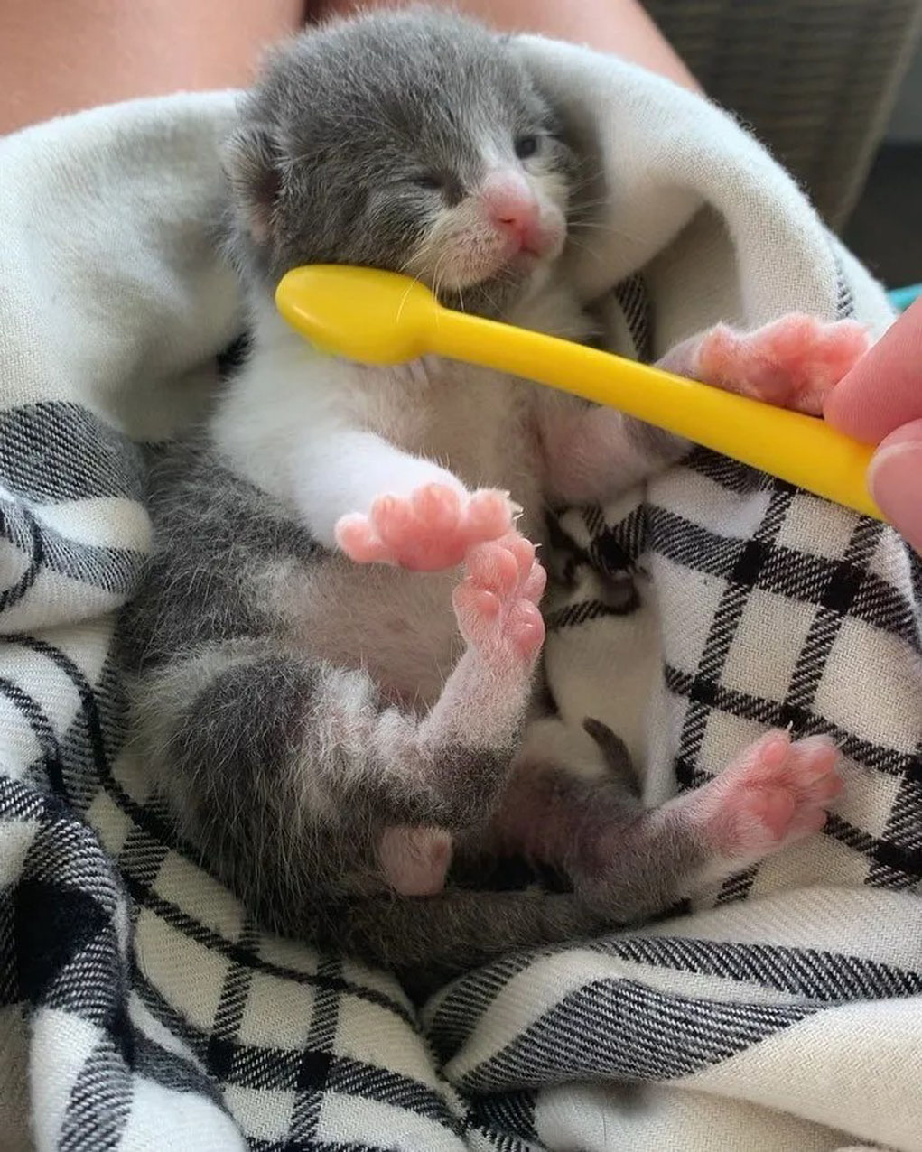 Cucciolo di gatto appena nato