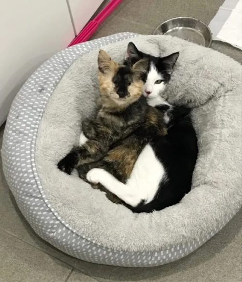 Due gattini abbracciati