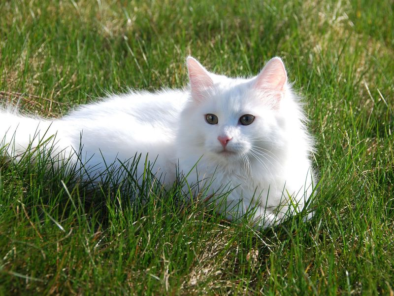 Gatto norvegese bianco: immagini e caratteristiche