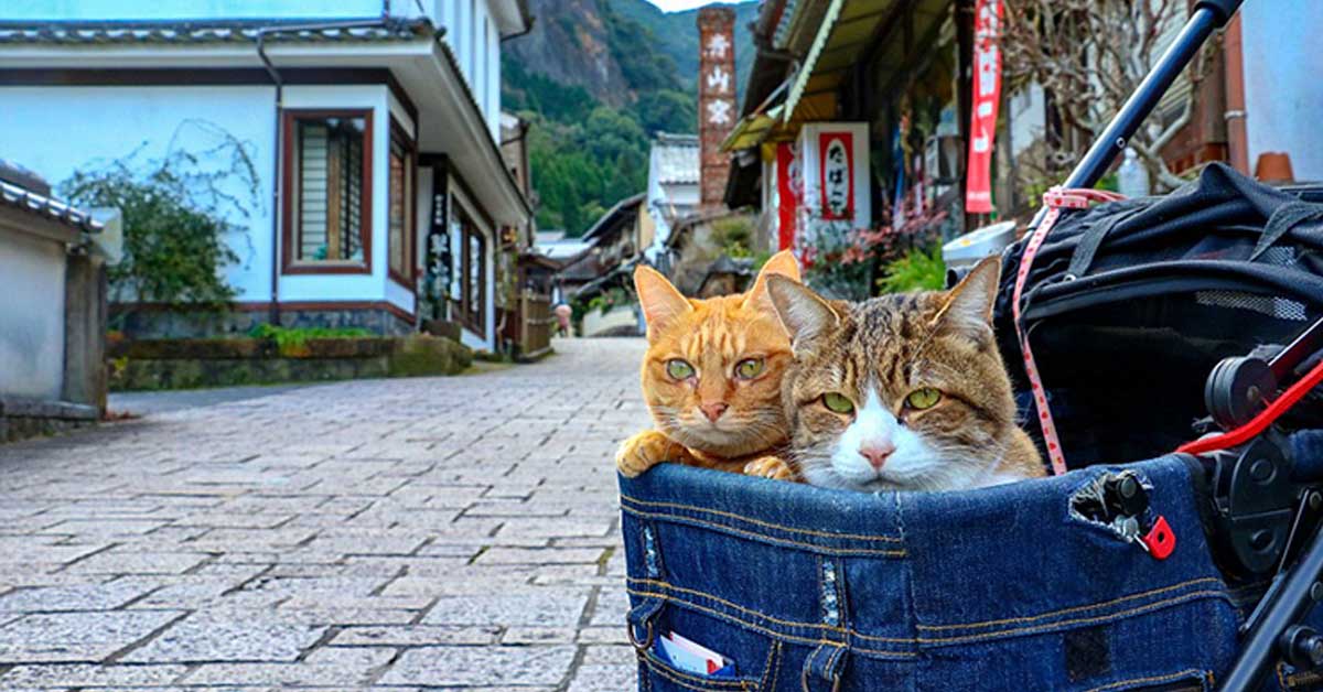Daichiki e Fuku-Chan, i gatti che viaggiano insieme al suo proprietario