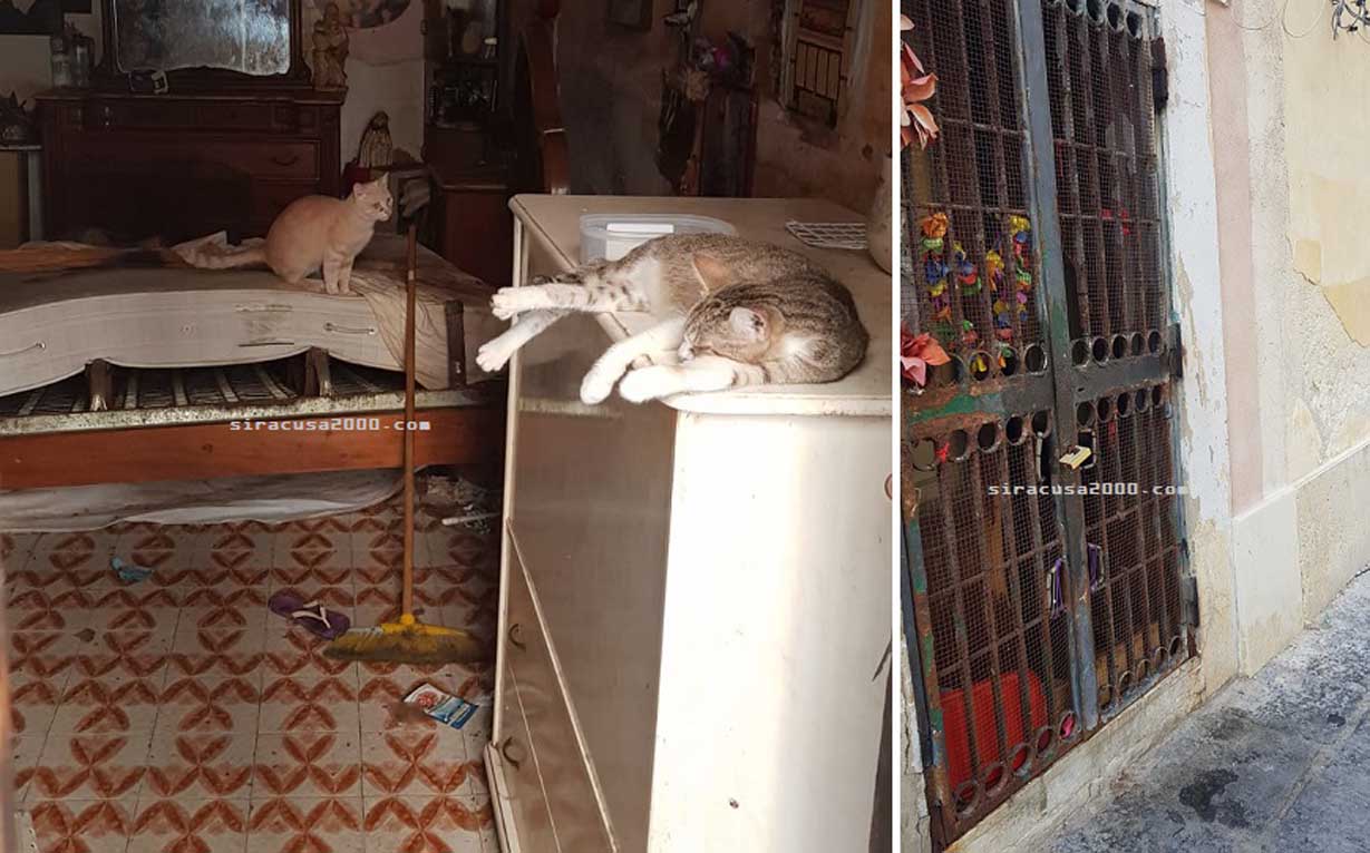 Gatti Siracusa