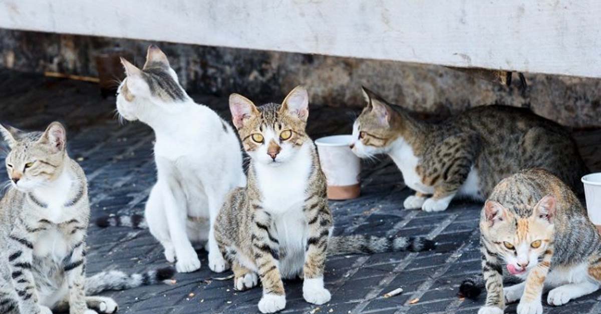 Molfetta, è strage di gatti: c’è una taglia di 4000 Euro per trovare il colpevole