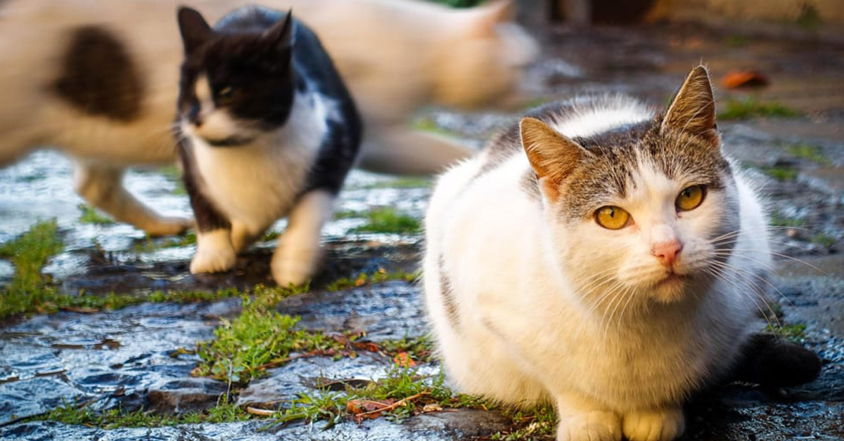 “Nutri la mente e sfami un gatto”, la bella iniziativa savonese per i gatti randagi