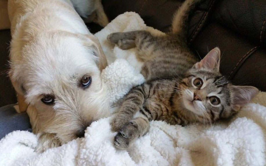 Gatto Kramer insieme ad un cane