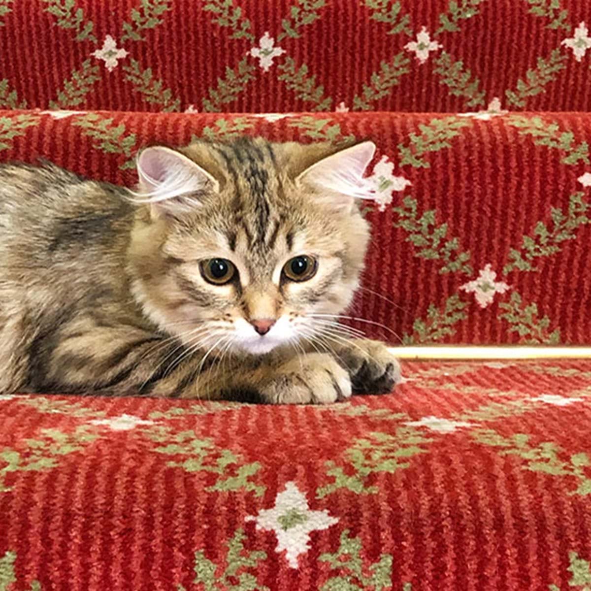 Gatto Lilibet