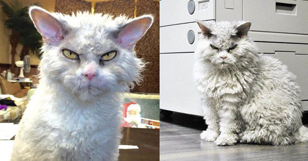 Pompous Albert, il gatto più arrabbiato di Instagram