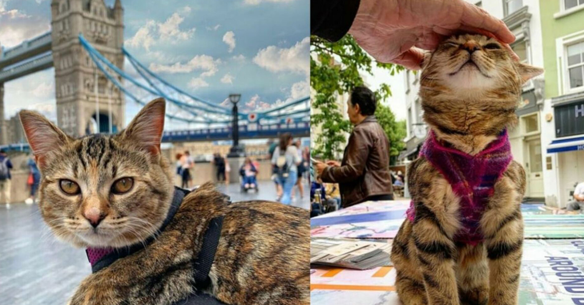 Quita, il gatto da Pet Therapist che aiuta i più bisognosi