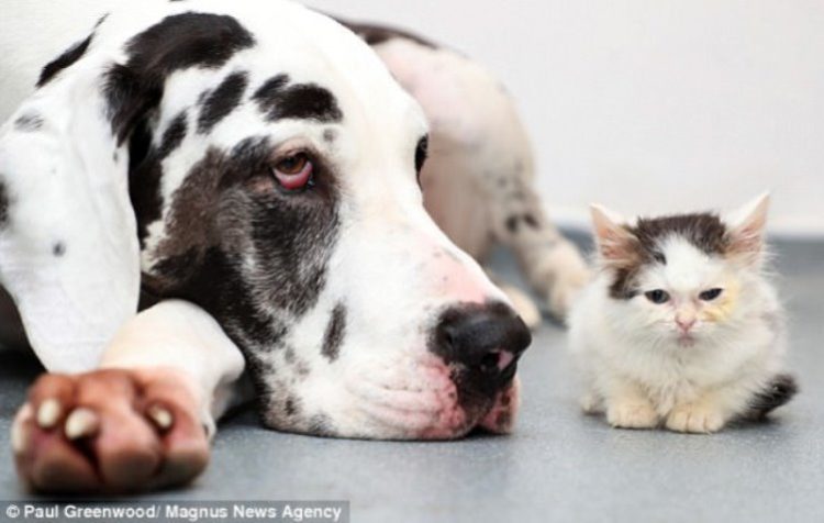 Gatto Zephyr con un cane