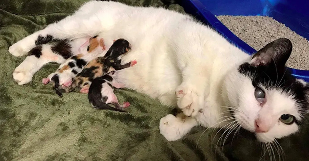 Ida, il gatto che ha fatto di tutto per salvare i suoi cuccioli