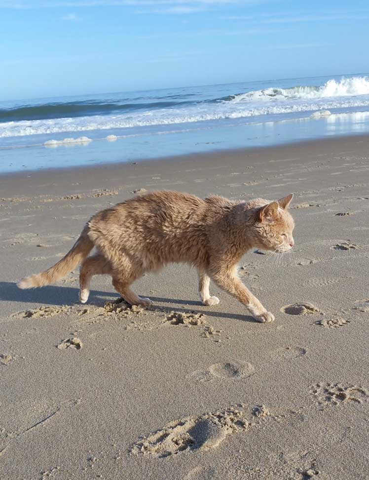 Gatto che cammina in spiaggia