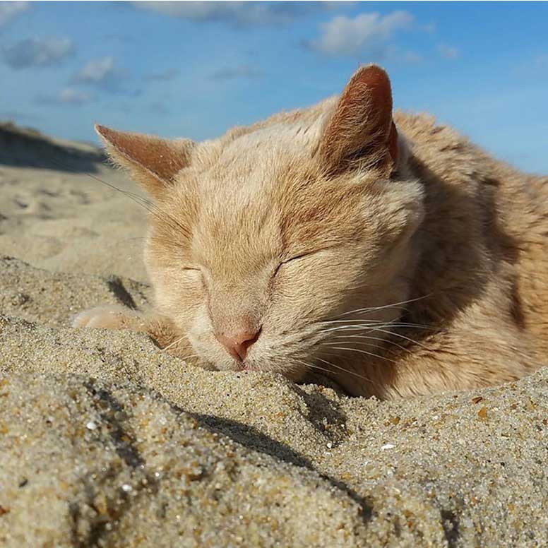 Gatto che dorme in spiaggia