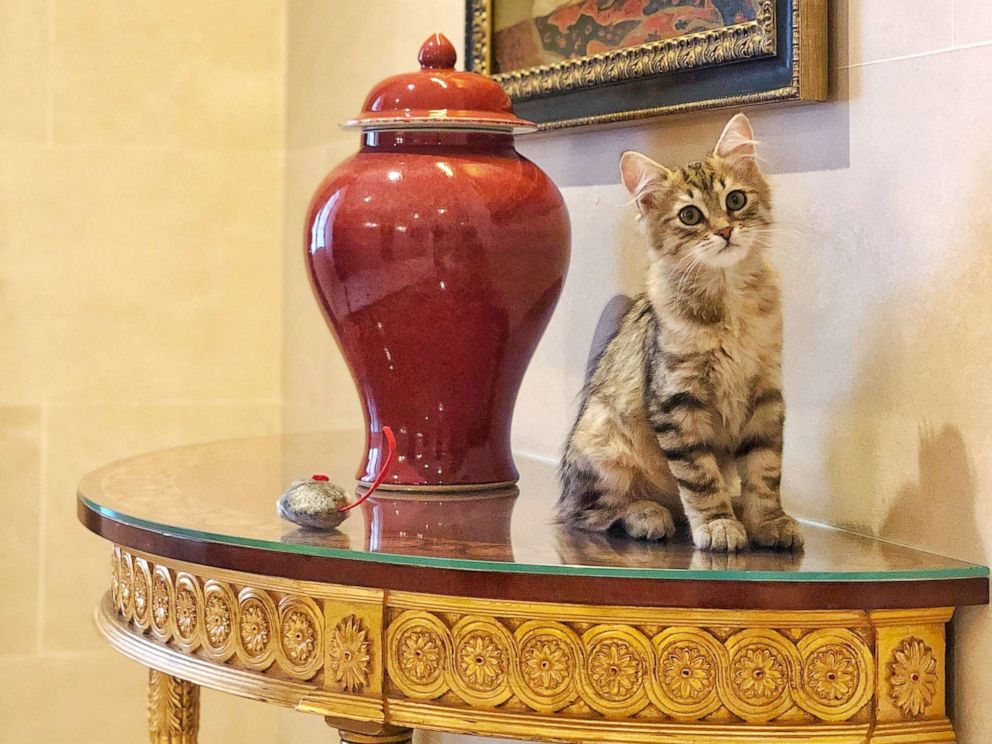 Gatto che osserva