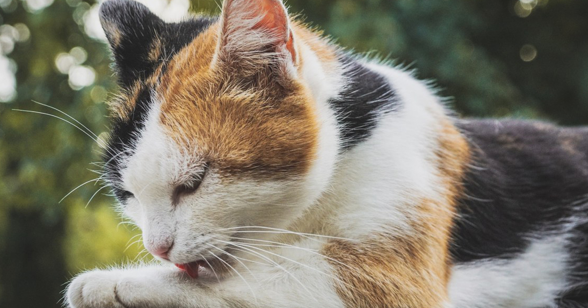 Modena: venti gatti sequestrati ad un’accumulatrice seriale