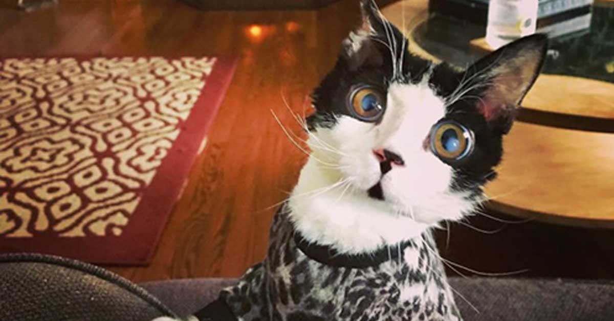 Porg, il gatto con gli occhi enormi che è la nuova star del web