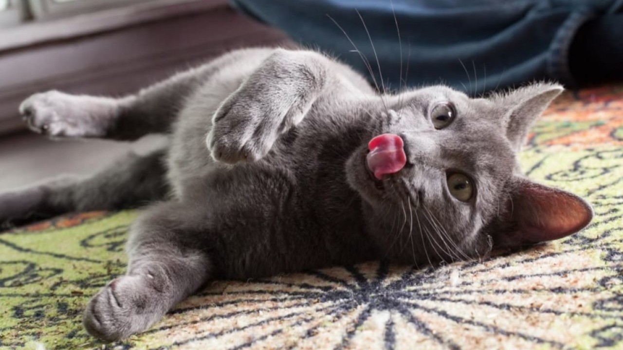 Gatto con la lingua di fuori