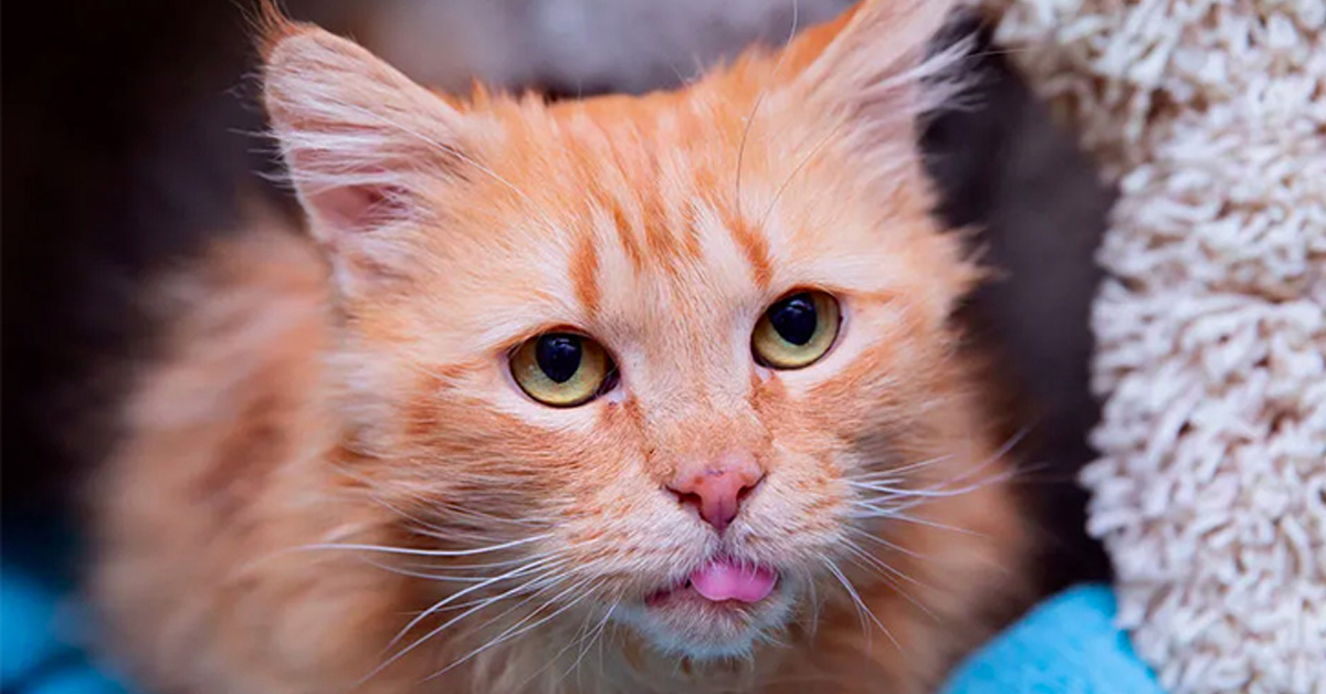 Peaches, il gatto senza denti che oggi si è completamente trasformato