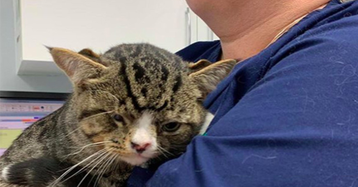 Arlo, il gattino “diverso” che ha iniziato ad essere felice