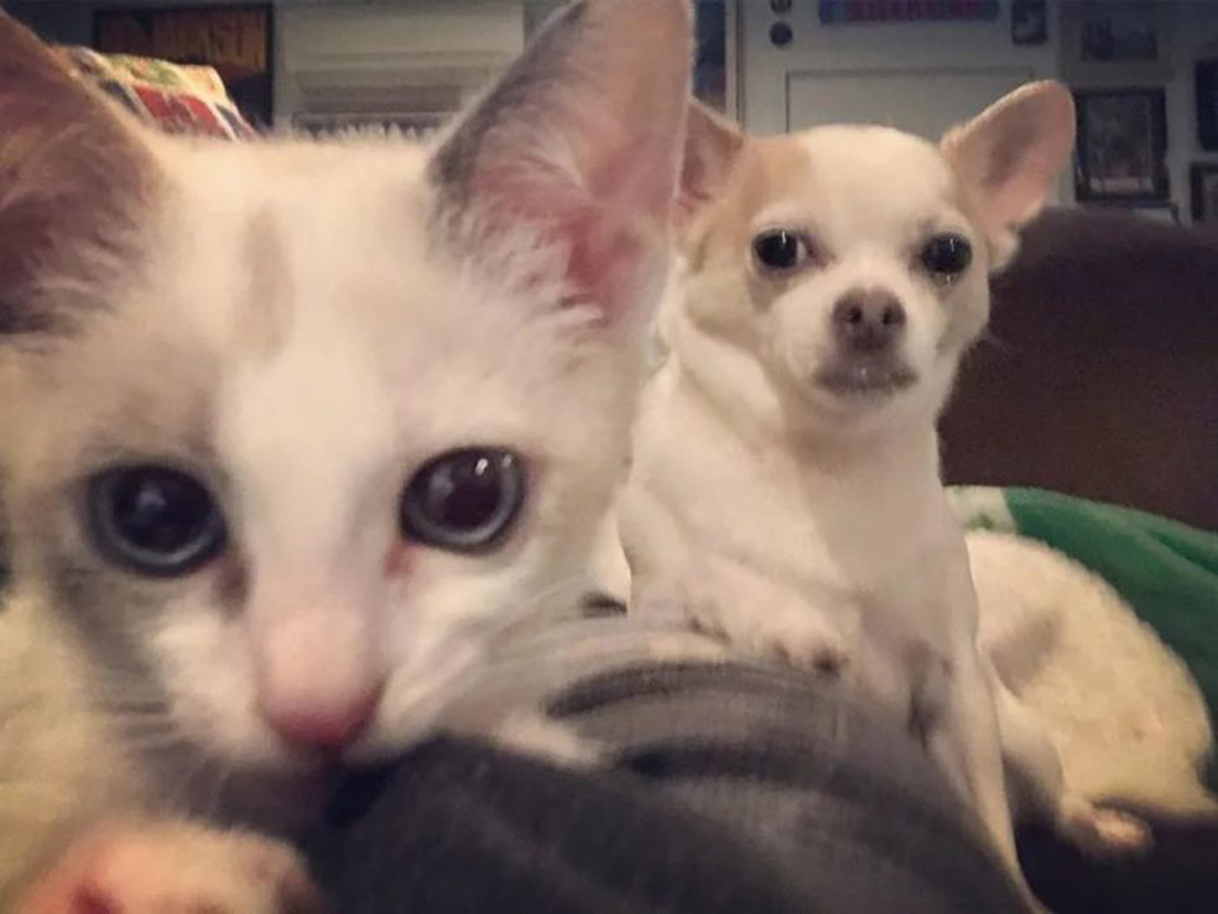 Gatto e cane che osservano
