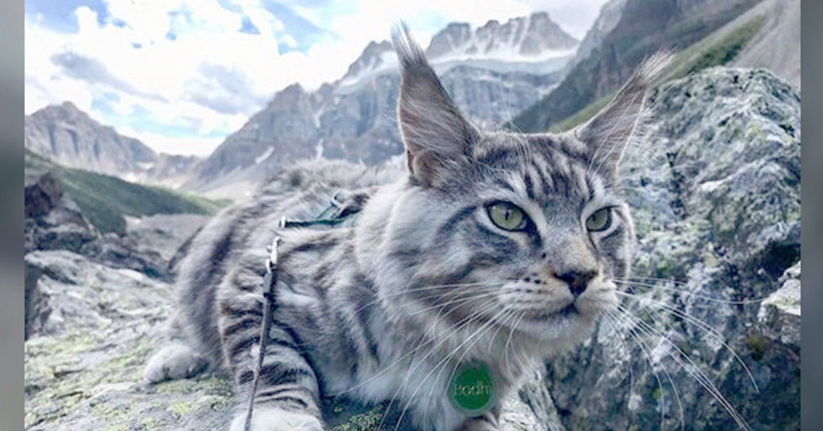 Bohdi, il gatto che fa le escursioni in montagna con la proprietaria