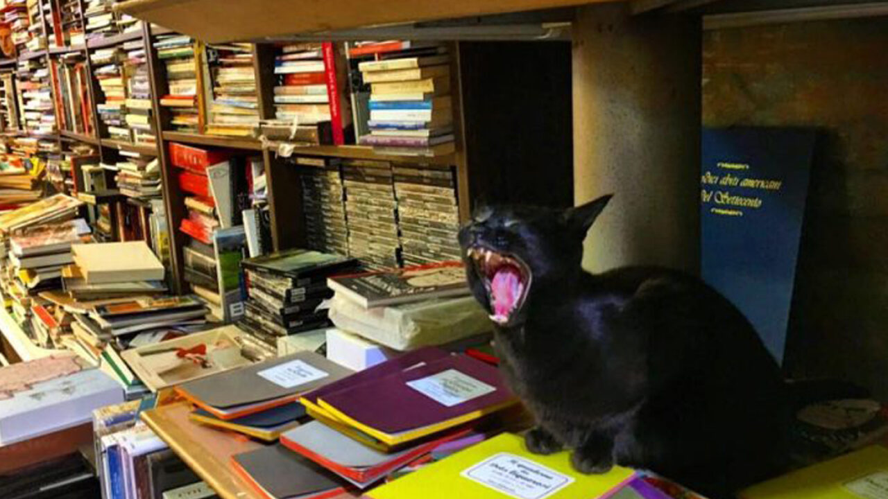 A Venezia c'è una libreria dei gatti, la libreria Acqua Alta | Il ...