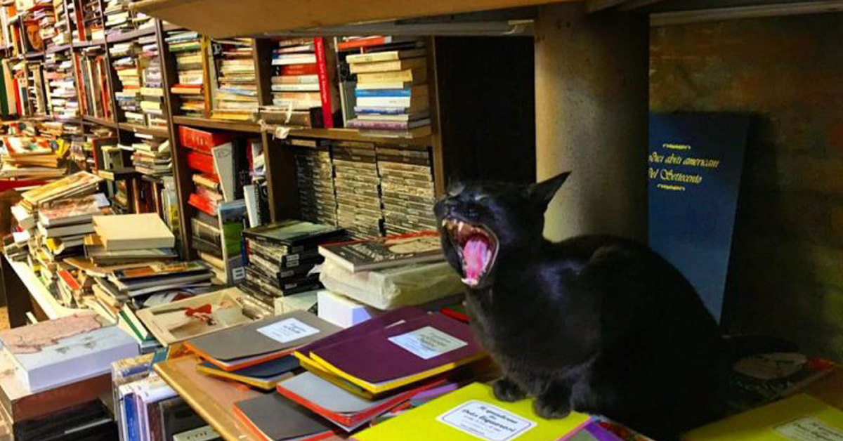 A Venezia c’è una libreria dei gatti, la libreria Acqua Alta