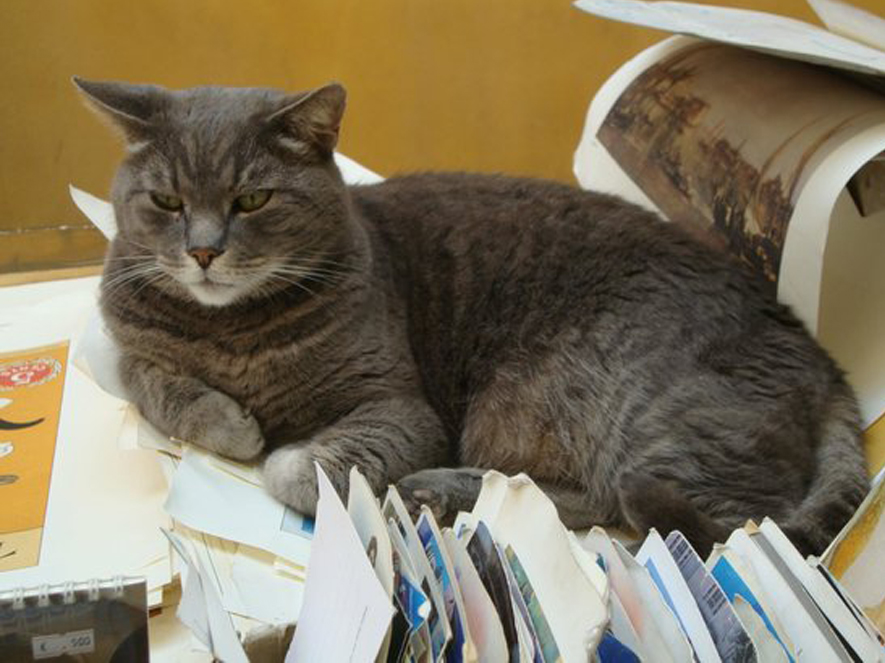 Gatto in una libreria