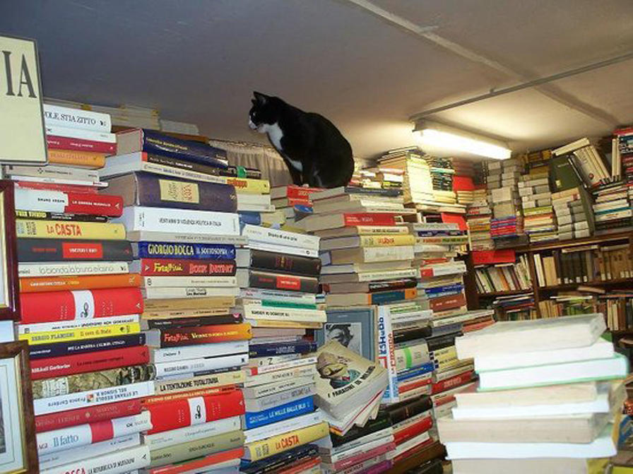 Gatto nella libreria di Venezia