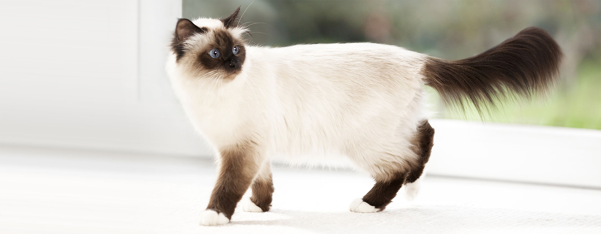 Gatto siamese