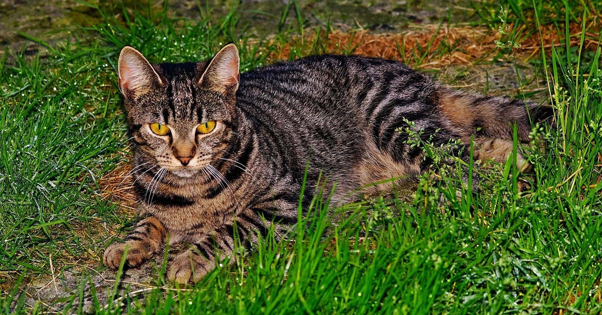 Biella: gatto investito, la conducente non si ferma a prestare soccorso