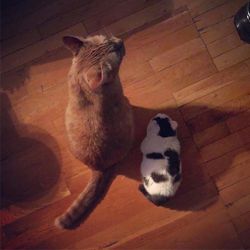 Il gattino Giselle