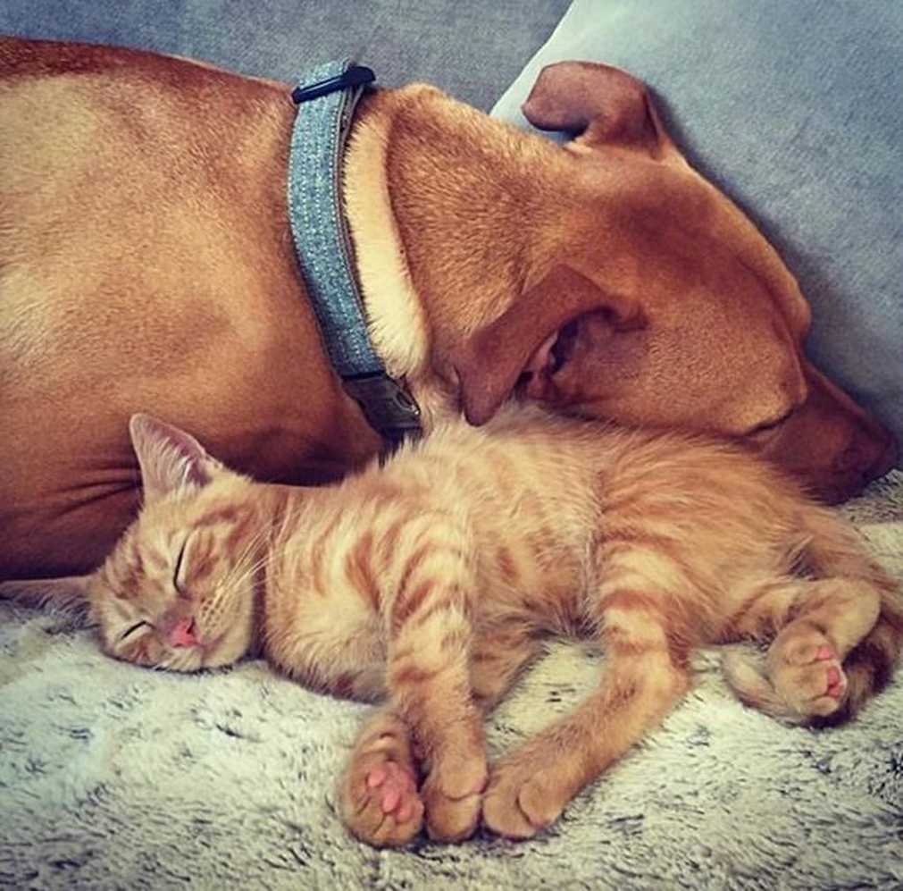 Il gattino Rue che dorme con un cane