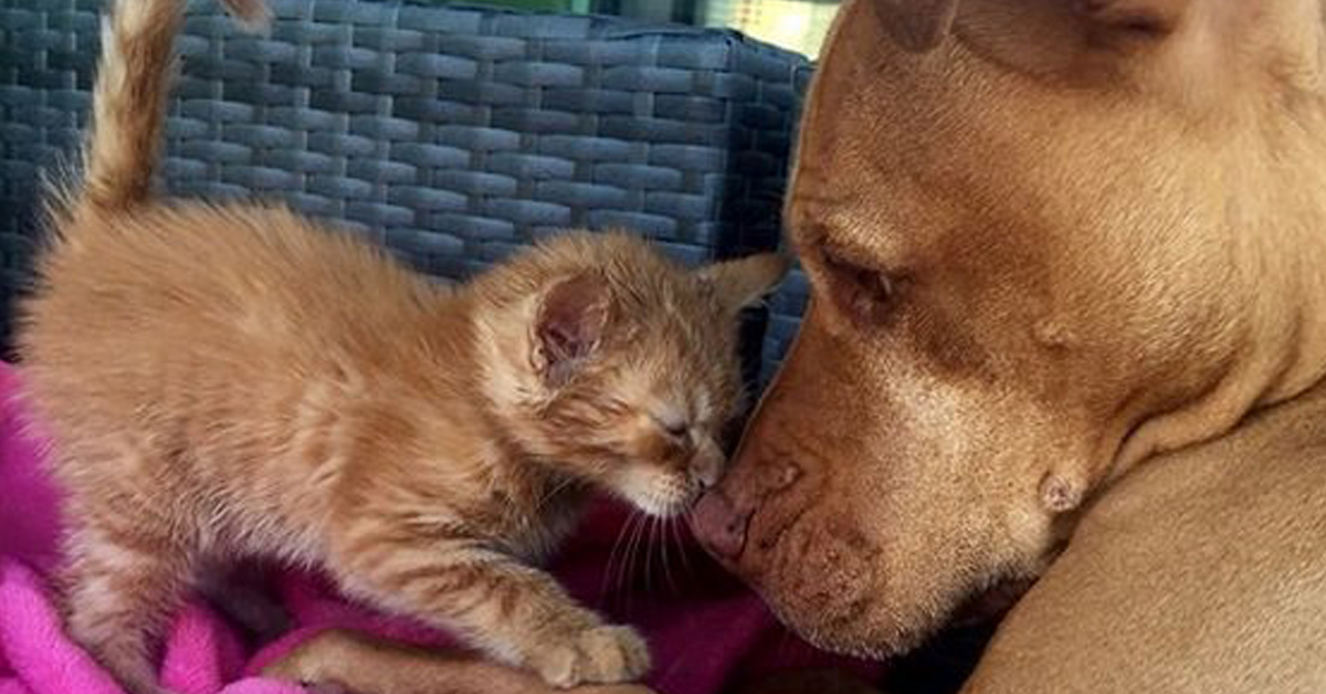 Rue, il gattino che è stato adottato da un Pitbull