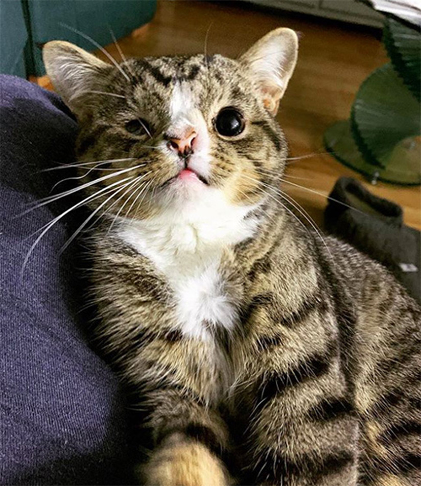 Il gatto Arlo