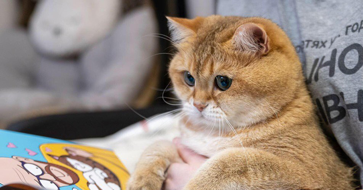 Hosico, il gatto Garfield che fa impazzire tutti