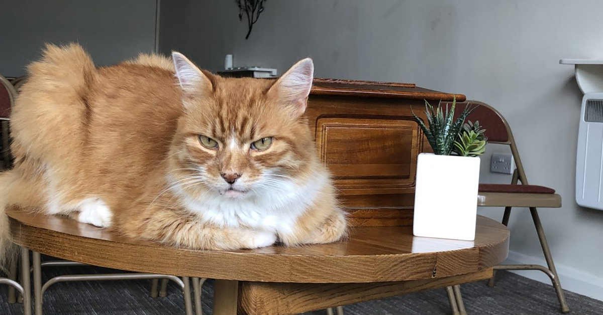 Paddy, il gatto empatico che consola le persone ai funerali