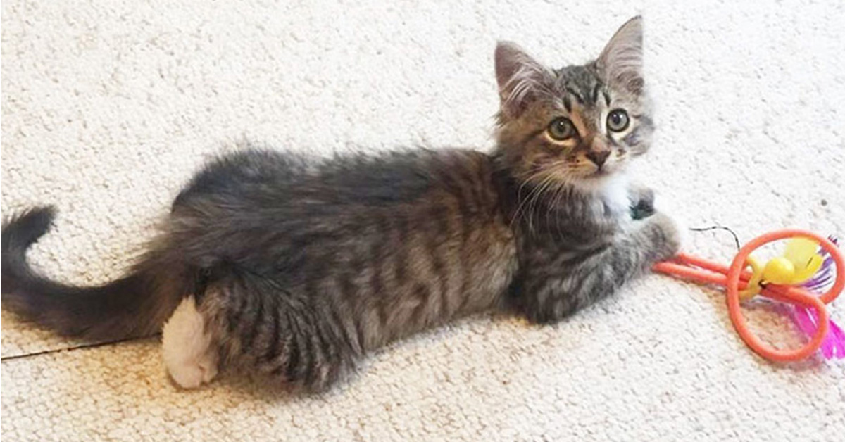 Woodhouse, il gatto adottato perché scelto da un cane