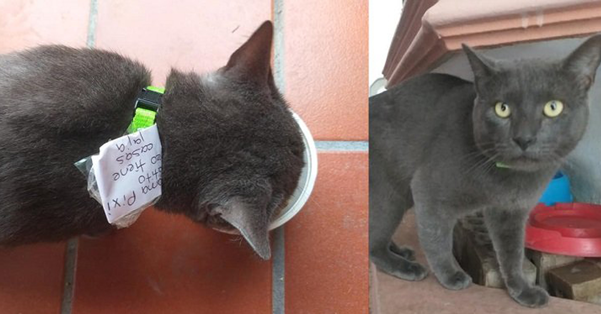 Dr Pixi, il gatto che ha una doppia identità