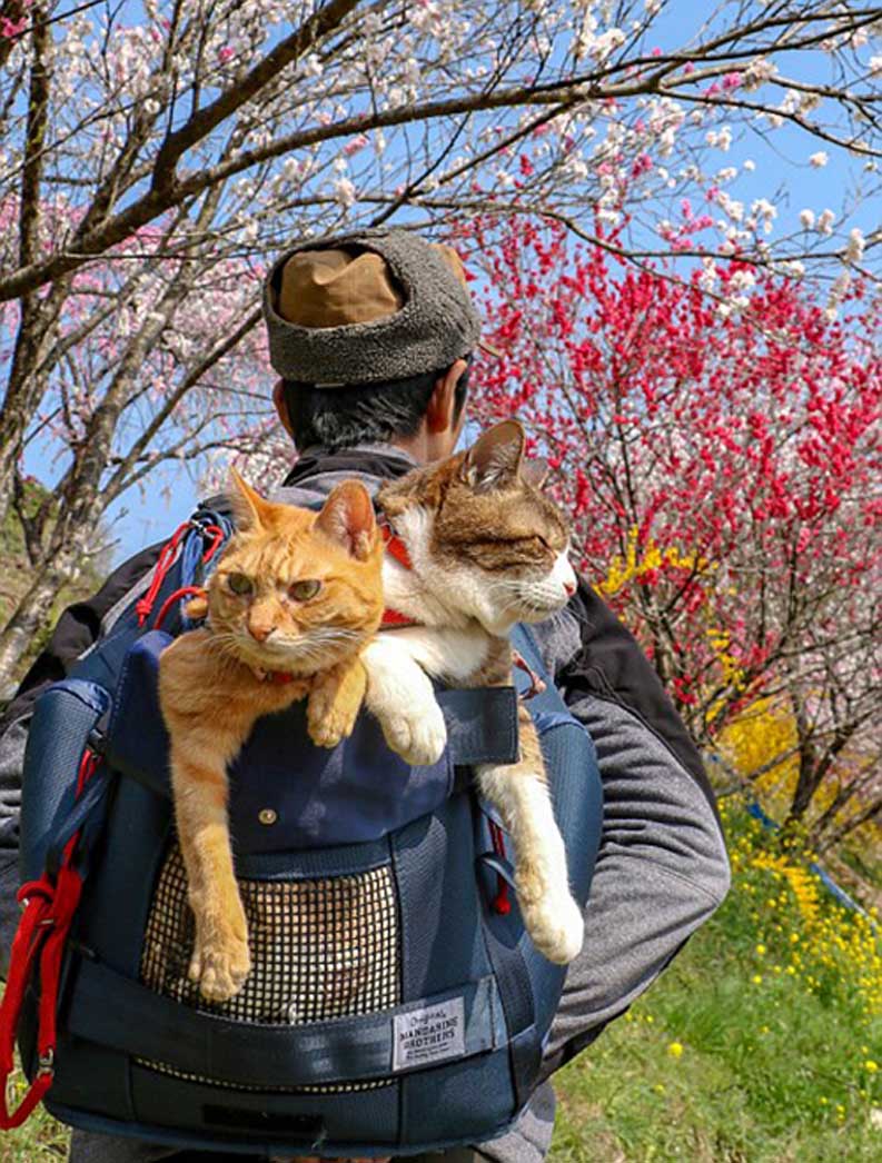 La storia dei gatti Daichiki e Fuku-Chan