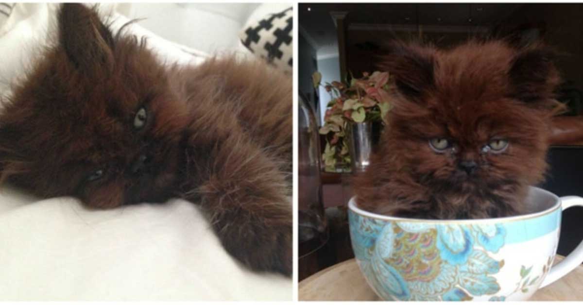 La trasformazione di Brownie, il gatto minuscolo che è diventato enorme