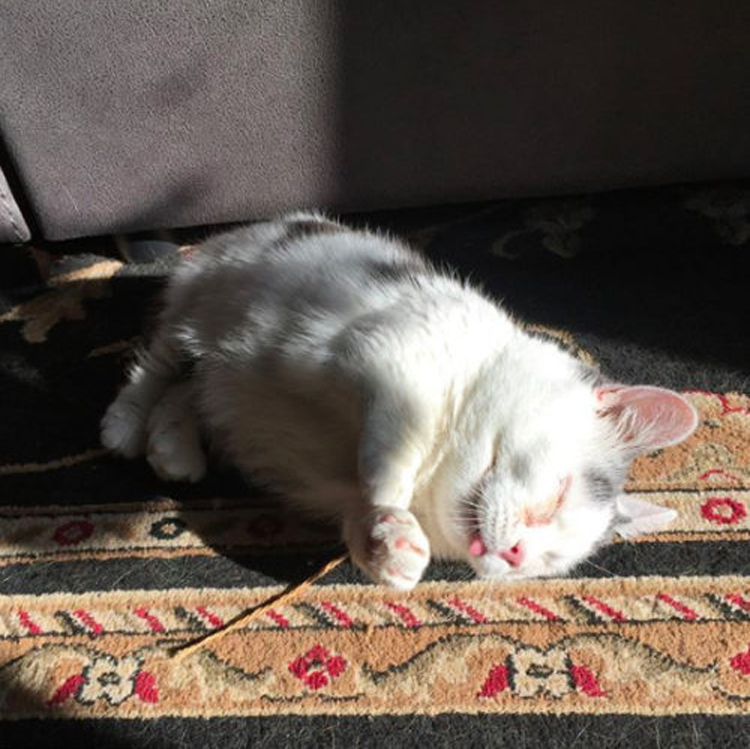 La storia del gatto Giselle