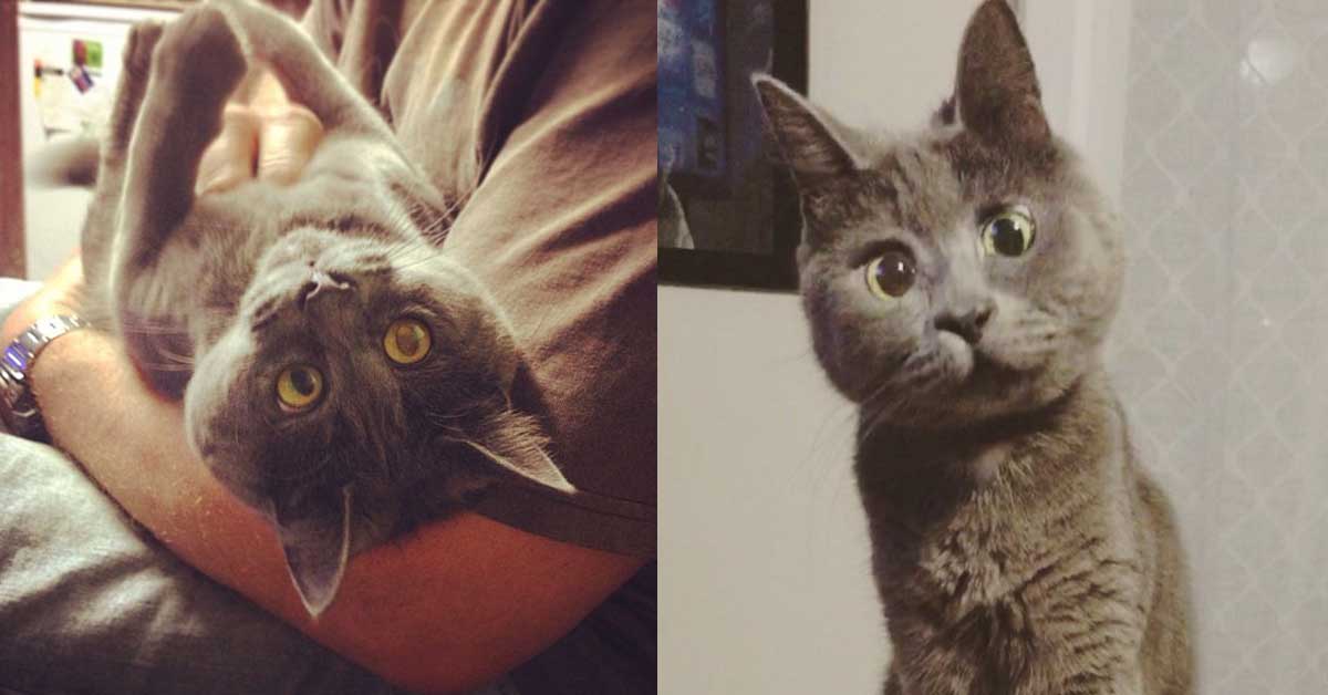 Kevin, il gatto che dopo tanta sofferenza è una star di Instagram
