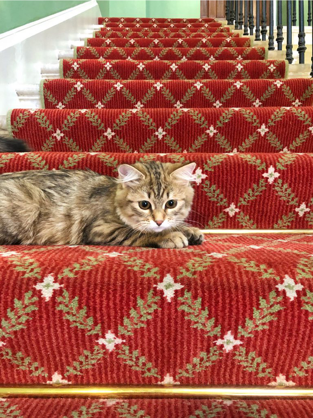 La storia del gatto Lilibet