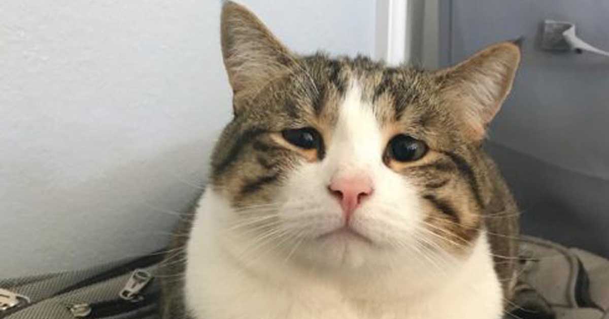 Mami, il gatto con gli occhi tristi che è finalmente felice