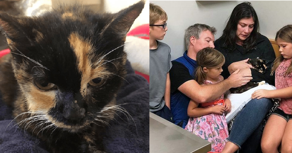 Miss Kitty, il gatto che ha riabbracciato la sua famiglia dopo 10 anni
