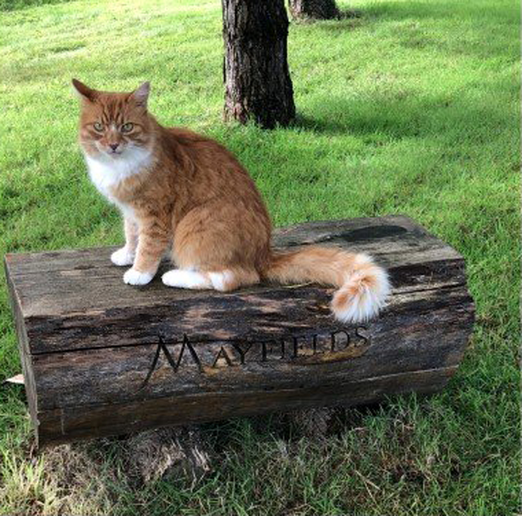 La storia del gatto Paddy