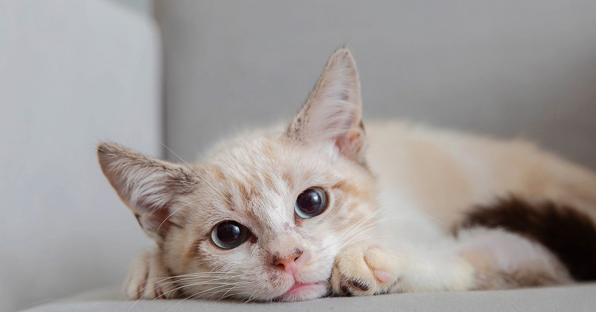 Pelota, il gatto senza una zampa che è finalmente felice