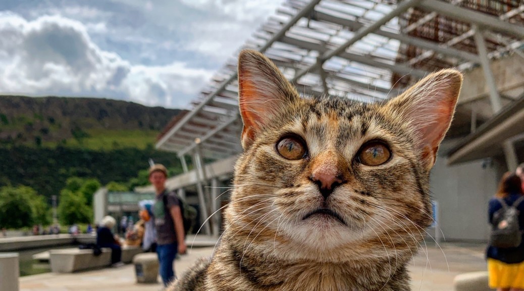 La storia del gatto Quita